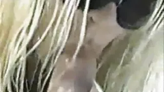 उनको शानदार स्तन मुख कुखुरा बेकारी