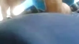शानदार रंगी उनको पक्षमा एक नाजुक कुखुरा मिल्यो